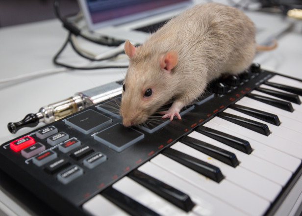Un experimento que implica ratas y sintetizadores